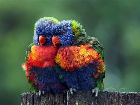 88 Best Images About Australian Birds On Pinterest