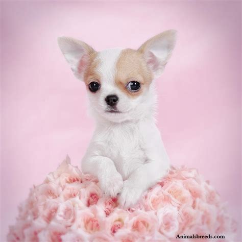 Meet this compact and affectionate breed! Chihuahua - Puppies, Rescue, Pictures, Information, Temperament, Characteristics | Animals Breeds