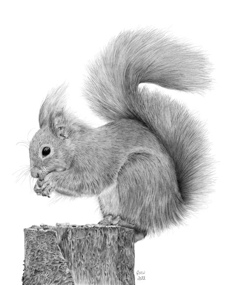 Red Squirrel Drawing