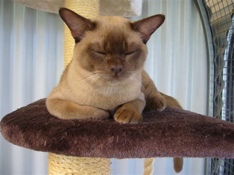 These include champagne (honey), sable (brown), platinum and blue. PHOTOS & More - | NATMAC BURMESE CATS KITTENS