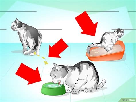 Unless there is a definite wound showing, there is little the vet will do for it. SCARICA COME UN GATTO IN TANGENZIALE