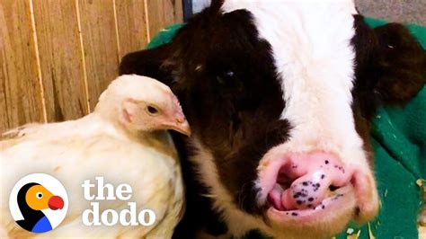 Baby Cow Who Didnt Have Any Friends Now Cuddles With His Chicken Best