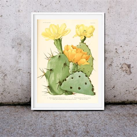 Set Of 3 Framed Prints Cactus Flower Print Botanical Cactus Etsy