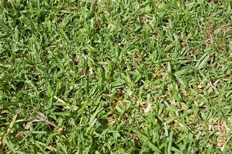 Tiftuf Bermuda Turf 3 Fun Facts You Must Know Landscape And Turf