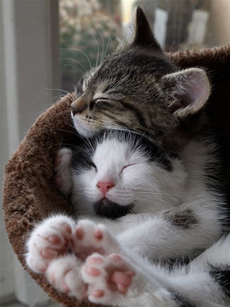 17 Of The Best Pictures Of Kittens Hugging