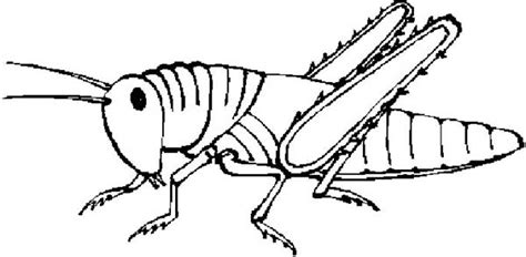 Free Black And White Grasshopper Download Free Black And White Grasshopper Png Images Free