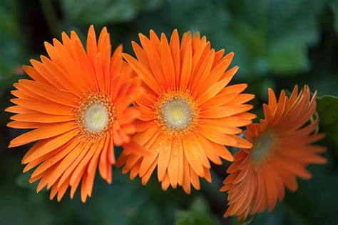 Gerbera Daisies Plant Care Growing Guide