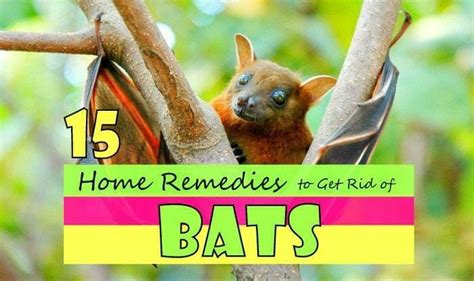 15 Effective Home Remedies To Get Rid Of Bats Getting Rid Of Bats Home Remedies Bat