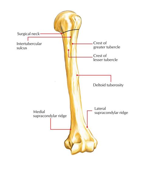 Easy Notes On 【Humerus】Learn in Just 4 Minutes! – Earth's Lab in 2020