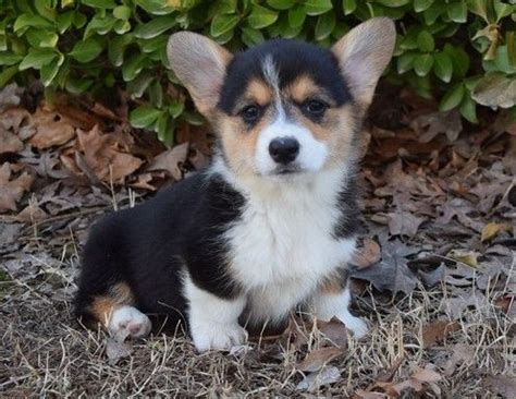 The welsh corgi is a loving and affectionate breed who will be a puppy at heart for its entire life. Pembroke Welsh Corgi Puppies For Sale | Lexington, KY #266796