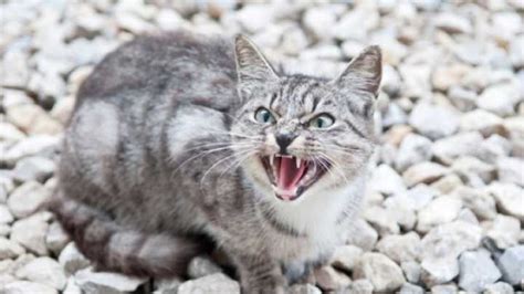 While studies linking a cat's coat color with personality remain inconclusive, people certainly believe that cats of certain colors behave in a particular way. Your Cat's Fur Color Is Linked To Its Aggressiveness ...