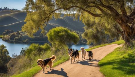 Discover The Best Dog Friendly Hikes In Orange County