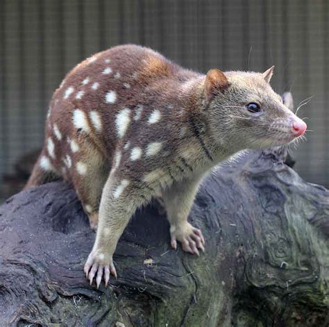 Spotted Tail Quoll Facts Profile Traits Range Diet Size Mammal Age