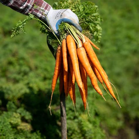 Freshly Picked Carrots in 2020 | Local groceries, Carrots, Freshly picked