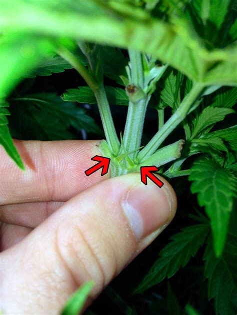 How To Tell Sex Of Cannabis Plants With Pictures Grow Weed Easy