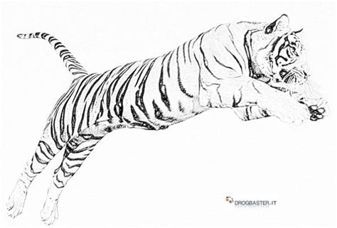 Disegno Da Colorare Tigre Disegni Da Colorare E Stampare Gratis Imm