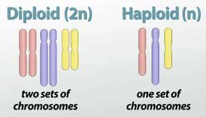 Having two sets of chromosomes or double the haploid number of chromosomes in the germ cell, with one member of each chromosome. Alternation of Generations: The Gametophyte and Sporophyte ...