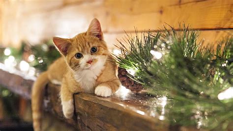 1920x1080px Free Download Hd Wallpaper Cat Christmas Decoration