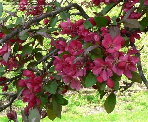 Plantfiles Pictures Malus Flowering Crabapple Profusion Malus By