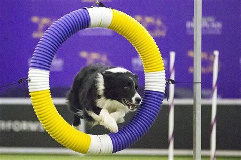 Ny Dog Wins 2016 Westminster Masters Agility Championship Photos