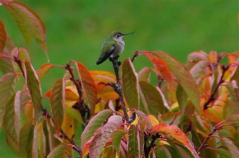 Five Fascinating Facts About Fall Hummingbird Migration Birds And