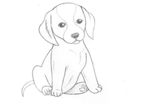 Рисуем собаку для начинающих Как нарисовать щенка карандашом поэтапно