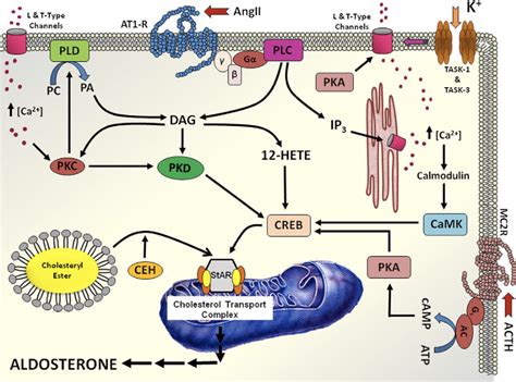 A Functional Study On Novel Genes Involved In Regulating Aldosterone
