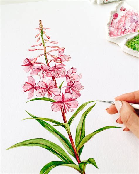 Botanical Artwork Botanical Drawings Nature Illustration Botanical