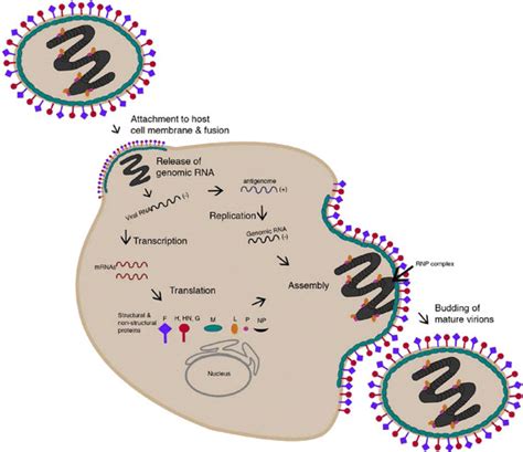 Paramyxovirus Lifecycle Attachment To The Host Cell Membrane Initiates