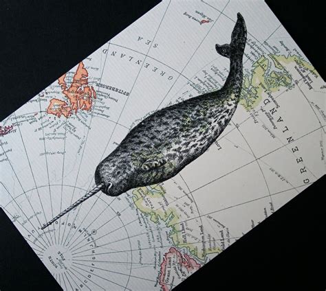 Narwhal Print On Arctic Map 5 X 7 North Pole And Greenland Narwhal