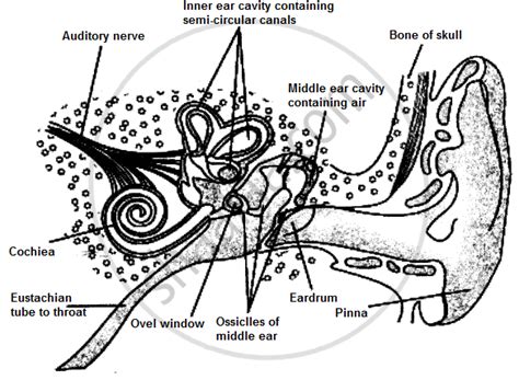 Draw A Labeled Diagram Of The Inner Ear Name The Part Of The Inner Ear