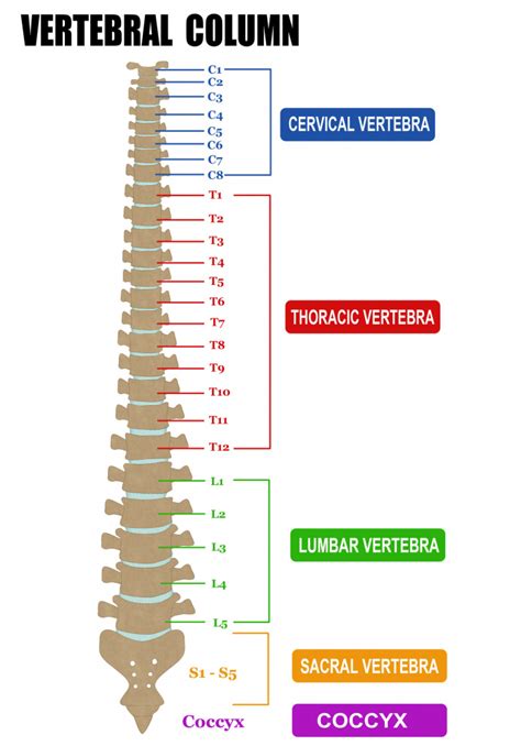 Dr Stuart Porters Anatomy Of The Spine Hfe Blog