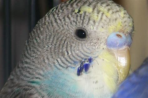 Photo Gallery Parakeets Male Or Female Baby Budgie