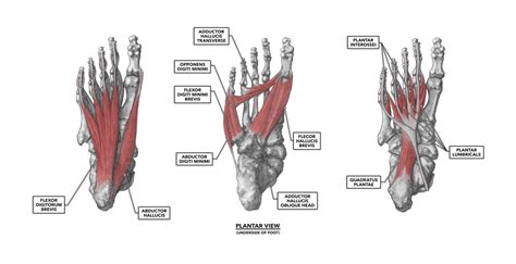 Crossfit The Foot Part 1 Muscles
