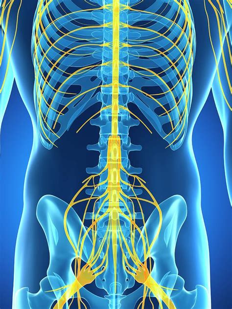 Male Nervous System Photograph By Sebastian Kaulitzki Pixels