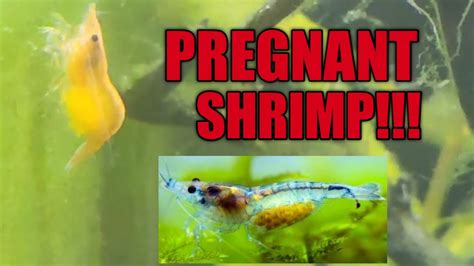 Shrimp Pregnant Youtube