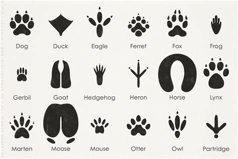 Infos zu autor, inhalt und bewertungen ❤ jetzt »tierspuren und fährten erkennen & bestimmen« nach hause oder ihre filiale vor ort bestellen! Animal Tracks - Iris Luckhaus | Illustration & Design