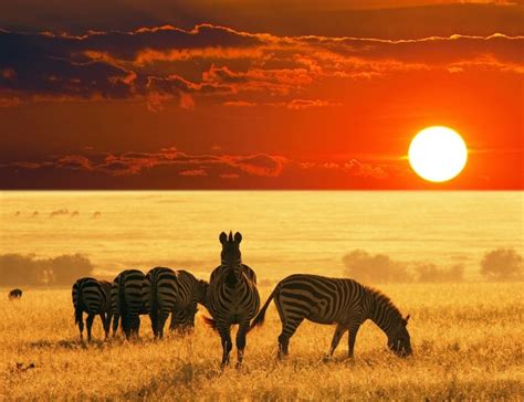 African Safari Zebras Wallpaper | Free HD Safari Images