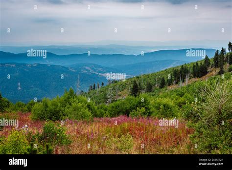 Beautiful Panoramic Mountain Landscape Wild Pink Mountain Flowers