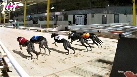 Australian Greyhound Dog Racing Track Race Youtube