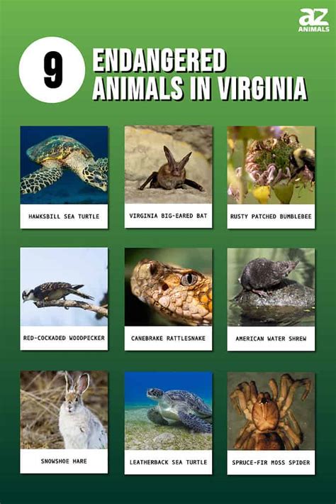 9 Amazing Animals That Are Endangered And Living In Virginia A Z Animals