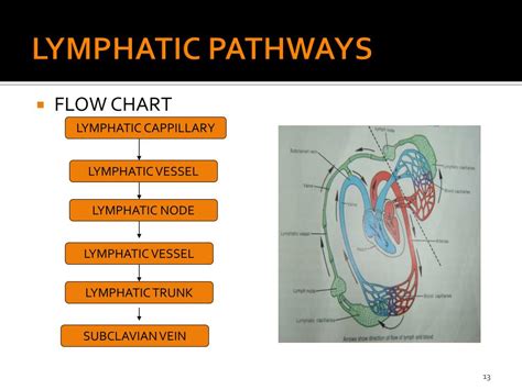 Ppt Lymphatic Drainage Of Head And Neck Powerpoint Presentation Id 1899347