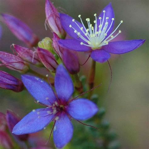 Calytrix Leschenaultii Is A Colorful Small Shrub Native To South