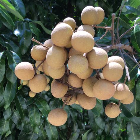 Longan Box Buy Longan Online From Miami Fruit