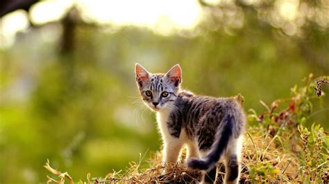 2560x1440 Px Baby Cat Cats Cute Kitten Kittens High Quality Wallpapers