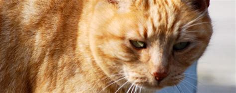 Find other ways to prevent destructive scratching. Cat Declawing And Alternatives - Dr. Jyl's Mobile Vet ...