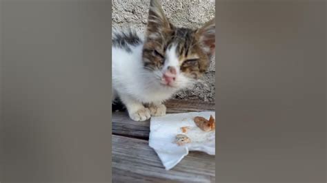 Gattino Randagio Cibato E Curati Gli Occhi 😻😻 Kitten Fed And Cured 喂养和