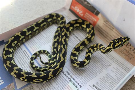 Jungle carpet python full grown. Jungle Carpet Python Full Grown - Carpet Vidalondon