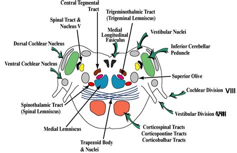 In our latest video, scott takes us all on a tour of a cross section of the midbrain! Neuroscience And Behavioral Science > Champney ...