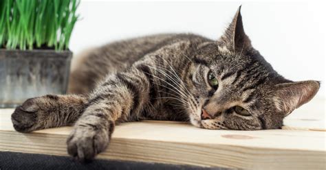 Łupież u kota: możliwe przyczyny i leczenie